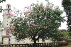 Chorisia speciosa